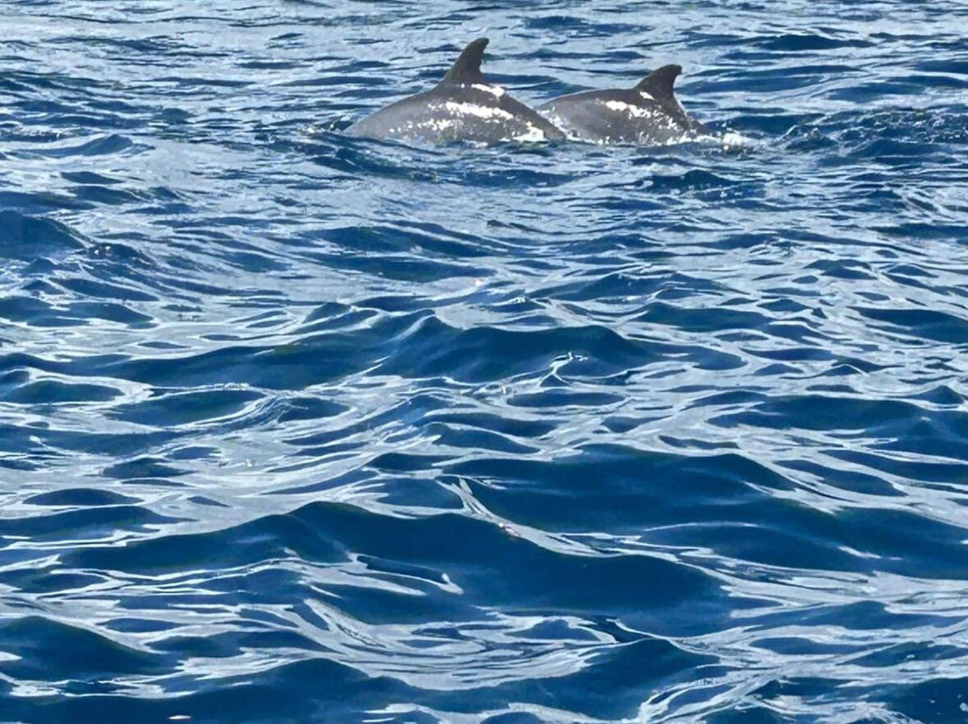 Mnemba Island-姆内巴必去景点