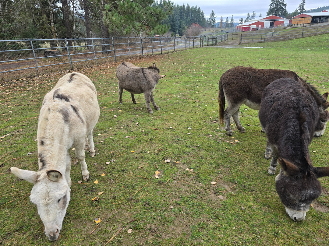 Seven Stars Alpaca Ranch Llc-科达伦必去景点