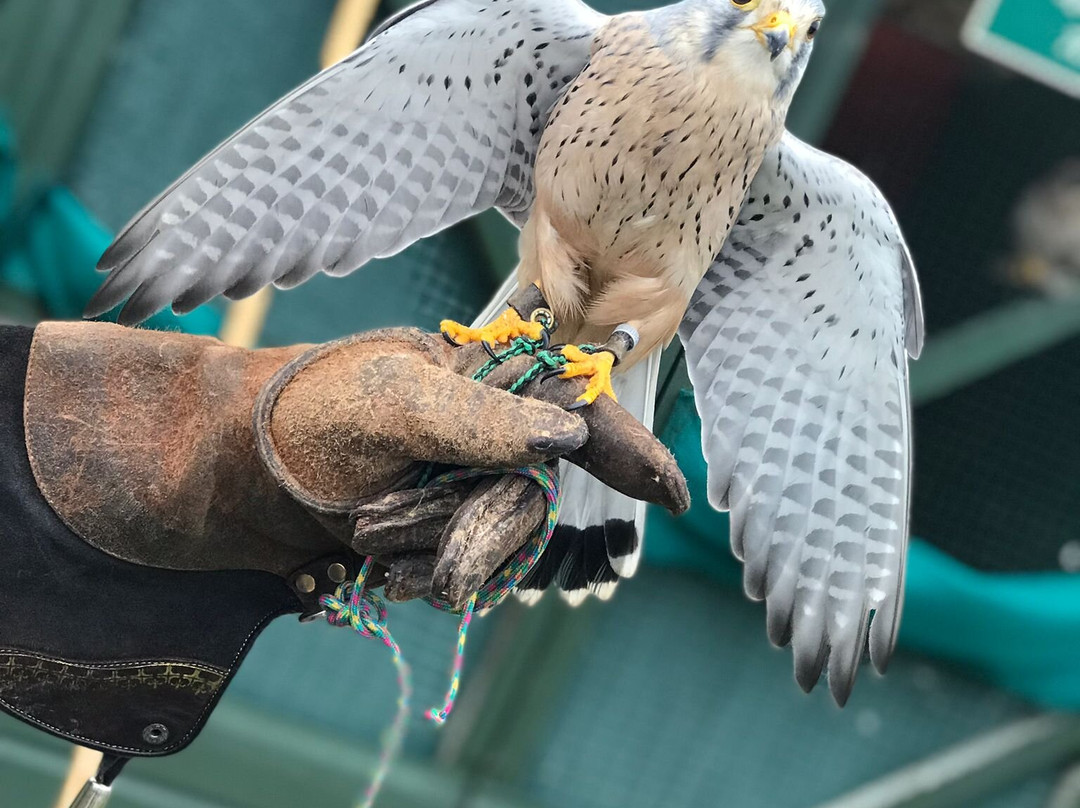 Devon Bird of Prey Centre-牛顿阿伯里必去景点