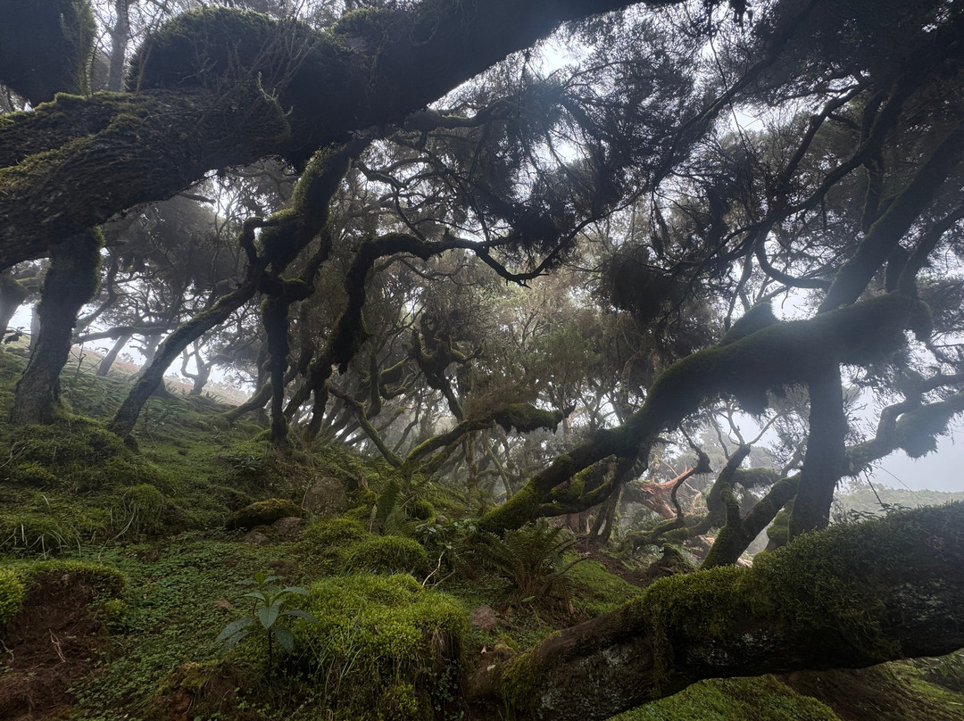 Bale Trek Ethiopia Tours-Goba必去景点