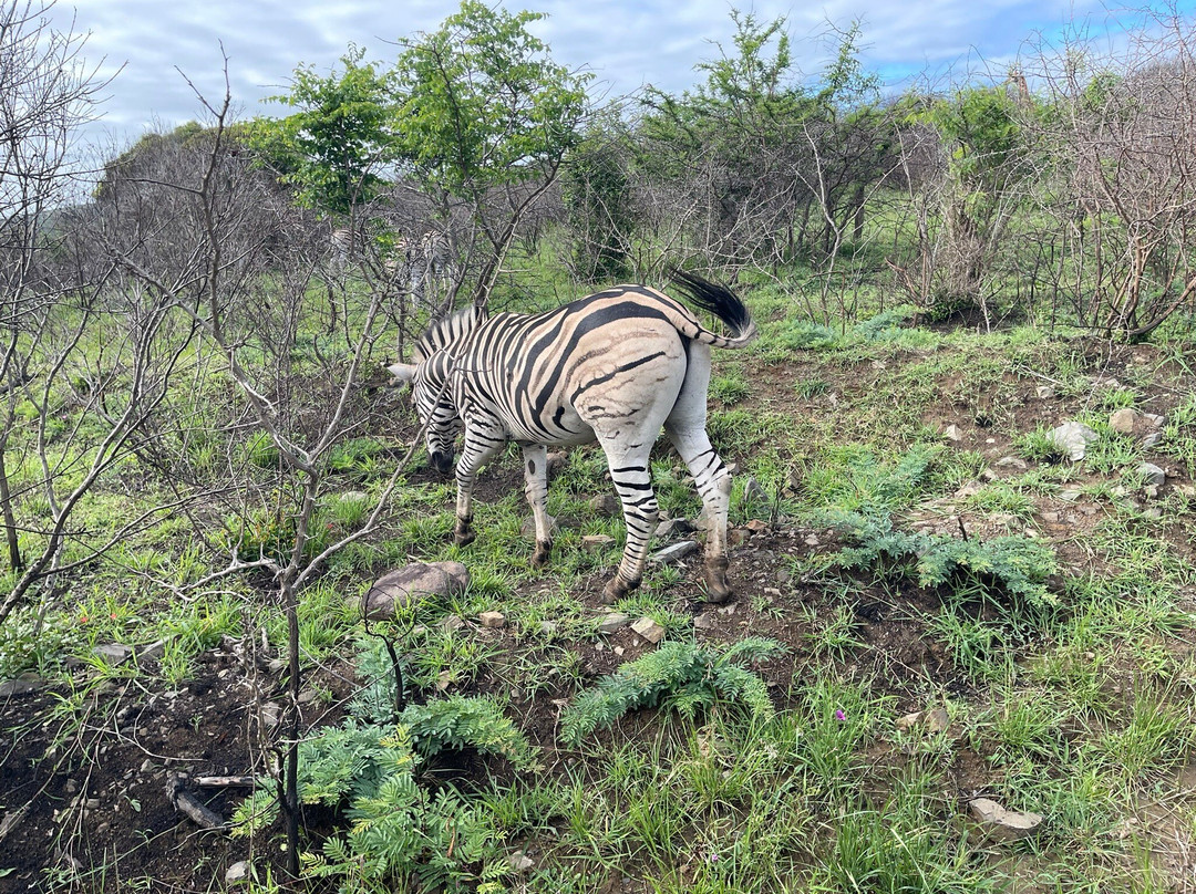 EuroZulu Guided Tours & Safaris-圣露西亚必去景点