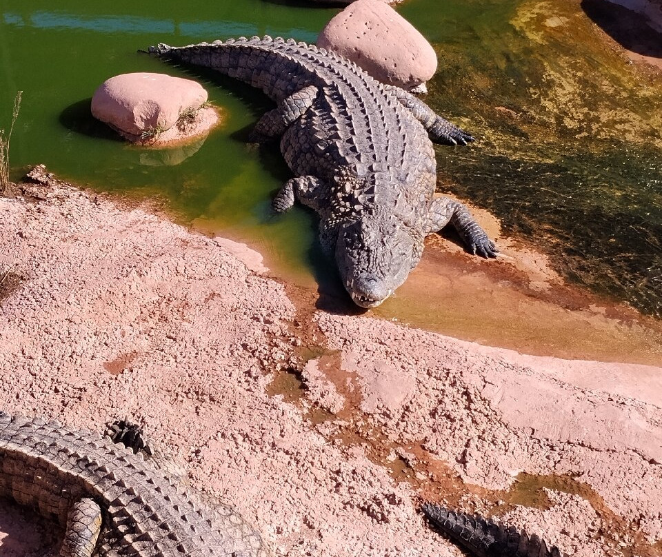 Crocoparc-阿加迪尔必去景点