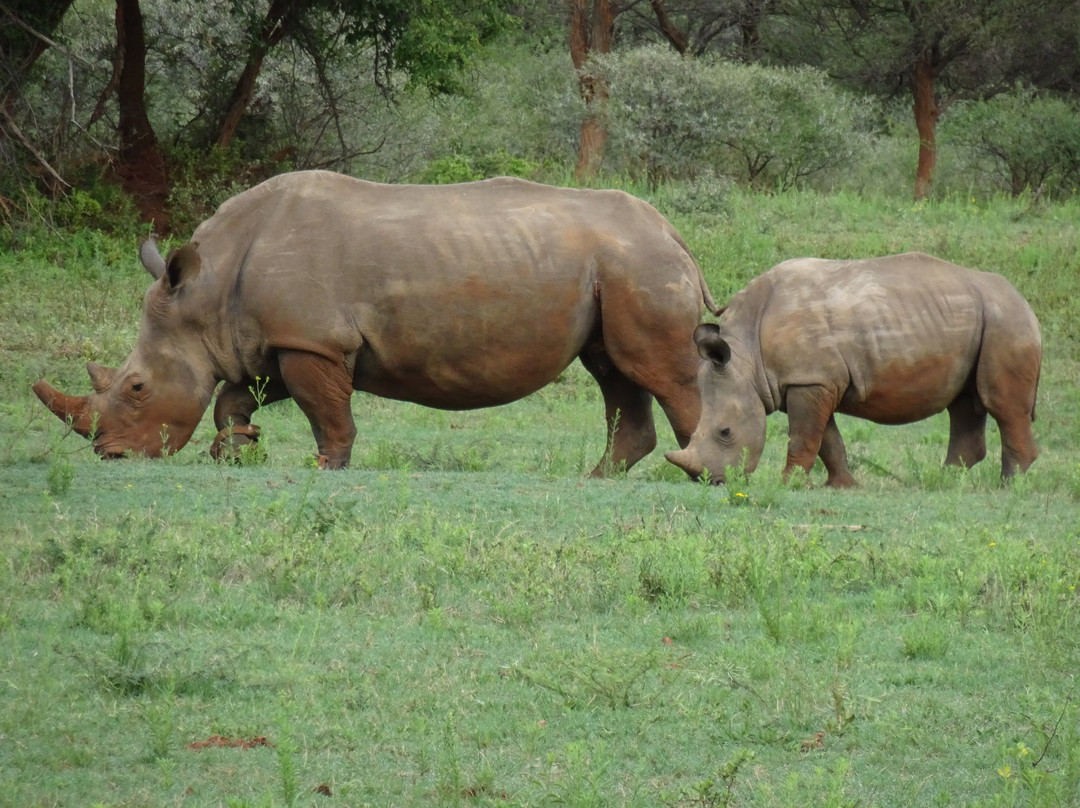 Letamo at Qwabi Private Game Reserve主图