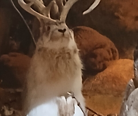 The Thing-Benson必去景点