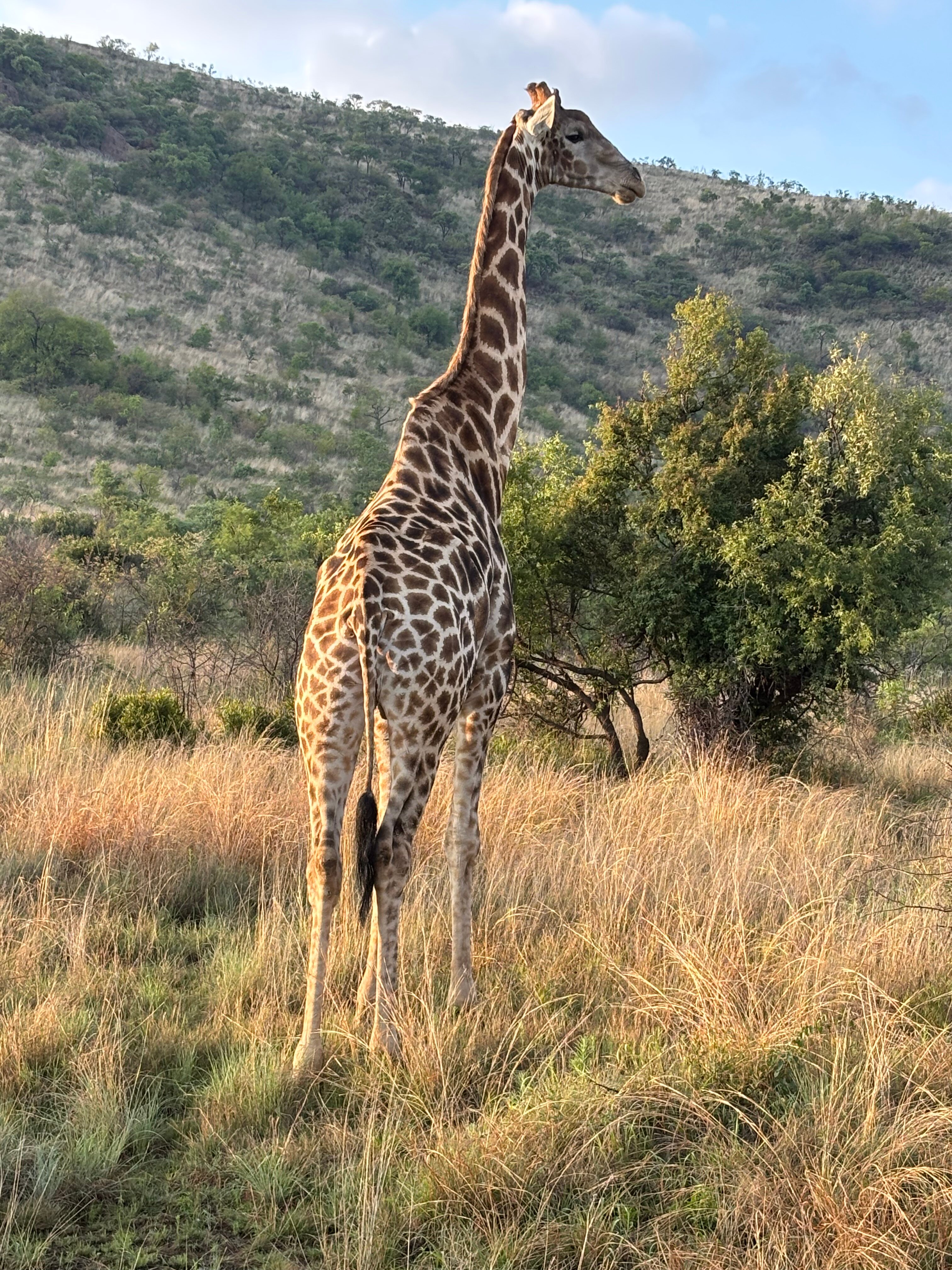 巴库蓬布什旅馆-官方