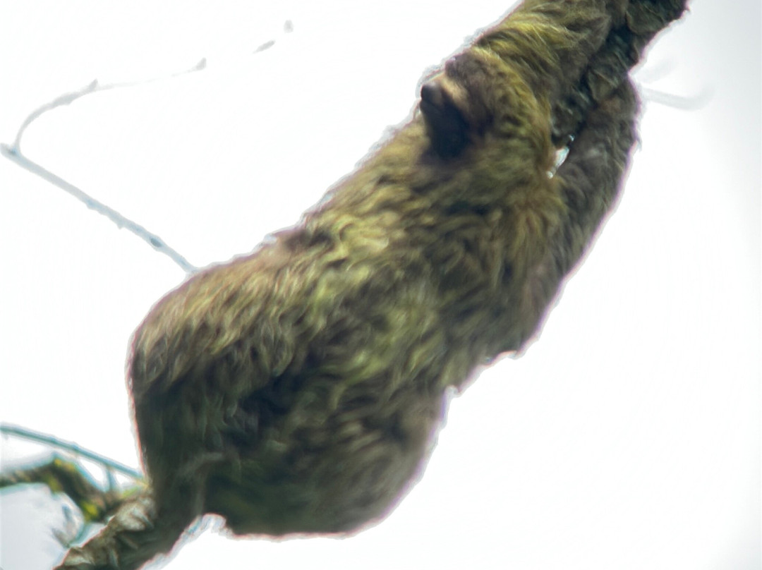 Surcos Tours-希门尼斯港必去景点