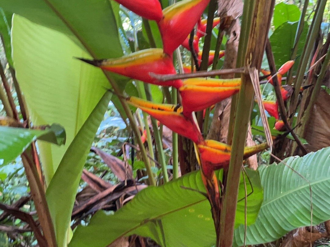 Sentier du Rorota-Remire-Montjoly必去景点