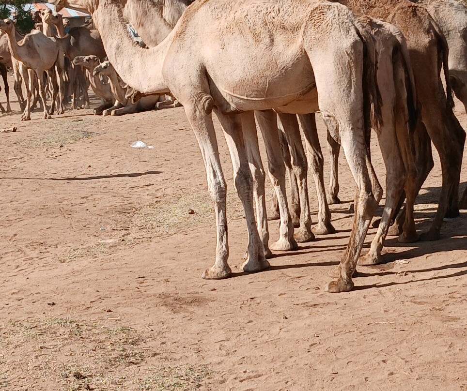 Joel Harar Tours-哈勒尔必去景点