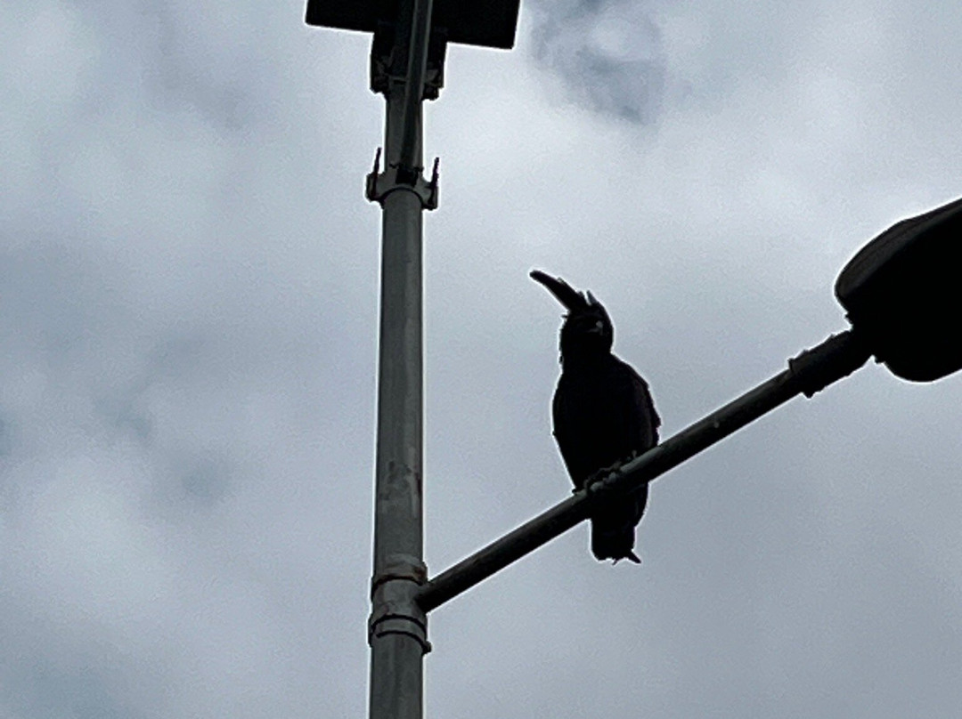 Nyandungu Eco-Park-吉佳利必去景点