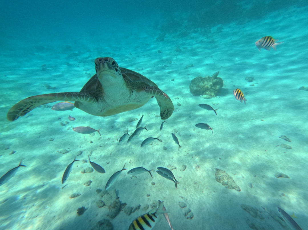 Silver Thatch Watersports-大开曼岛必去景点