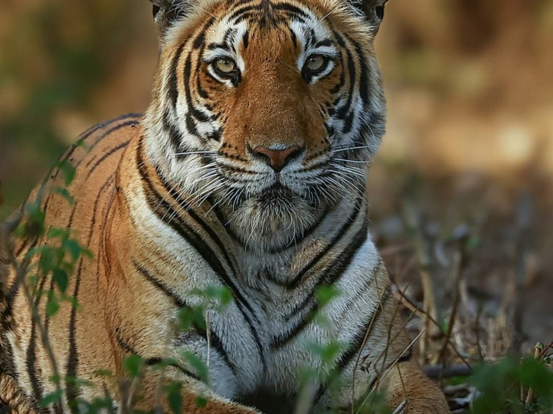 Book My Ranthambore-瑟瓦伊马托布尔必去景点