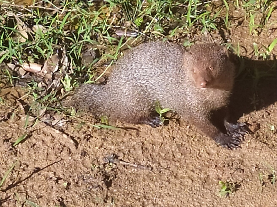 Yala Lahiru Safari-蒂瑟默哈拉默必去景点