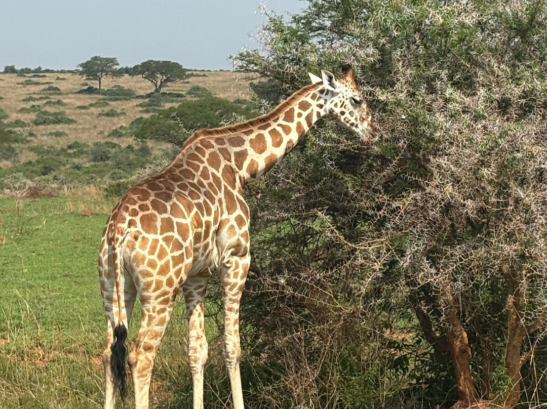 The Great Trekkers Safaris-恩德培必去景点