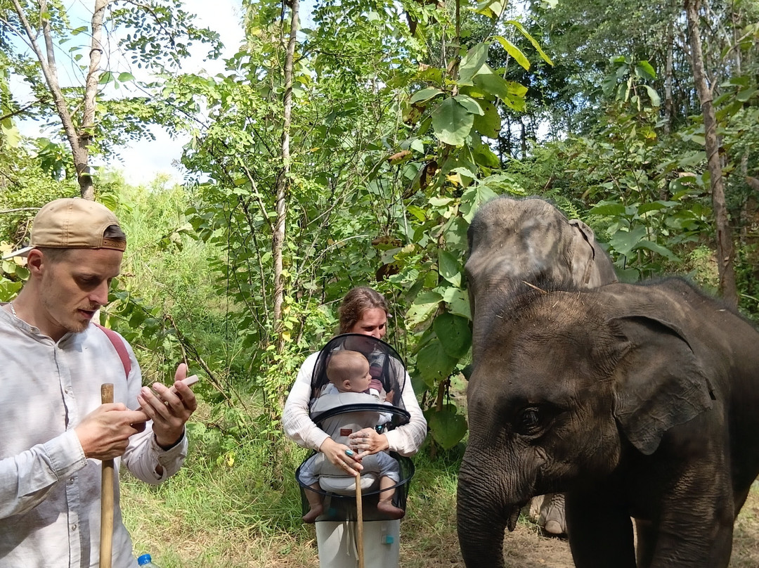 Luang Prabang Elephant New Home-琅勃拉邦必去景点