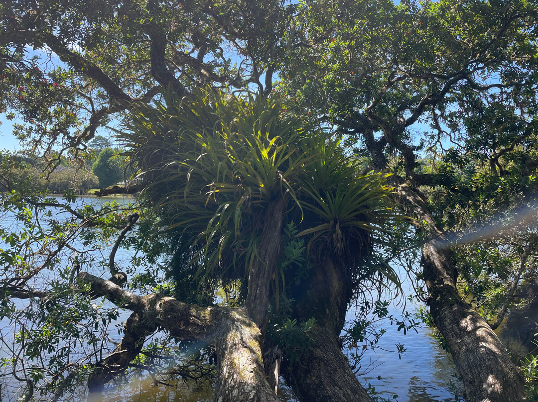Waitangi To Haruru Falls Trail