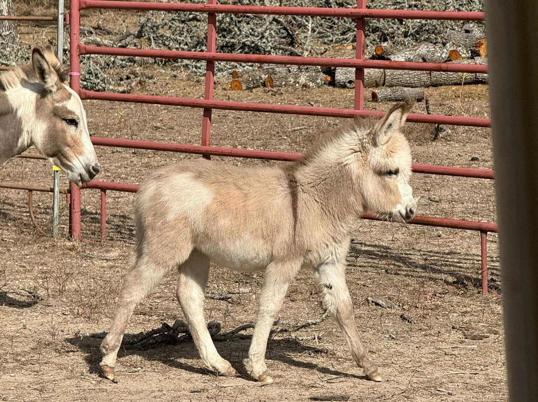 Grapetown Vineyard-弗雷德里克斯堡必去景点