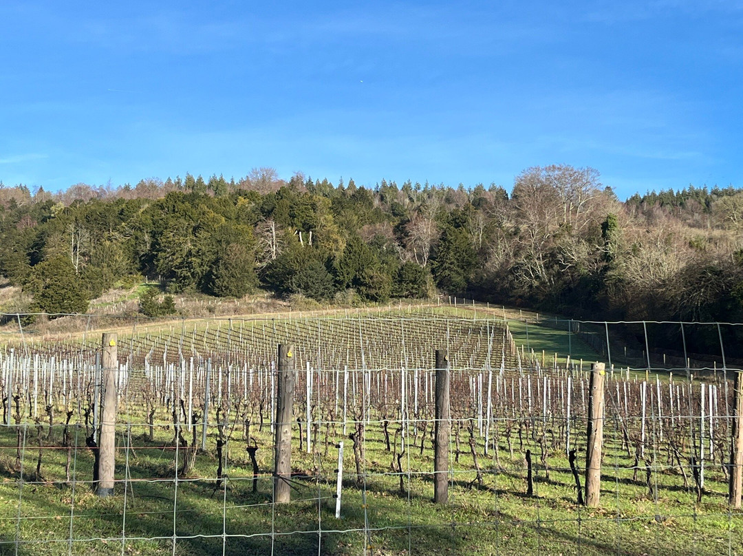 Albury Organic Vineyard-Albury必去景点