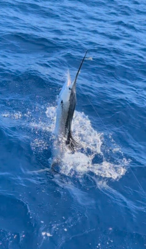 KAY K IV Sport Fishing Charters-伊斯拉摩拉达必去景点