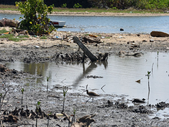 Rivulet Terre Rouge Estuary Bird Sanctuary-路易士港必去景点