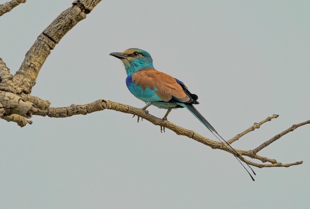 Bird Watching Tours Gambia-Bakau必去景点