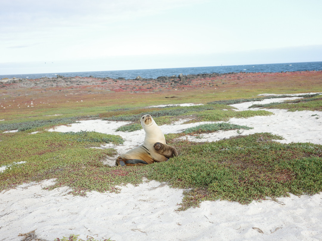 Rolf Wittmer & Tip Top Travel - Galapagos Cruises-阿约拉港必去景点
