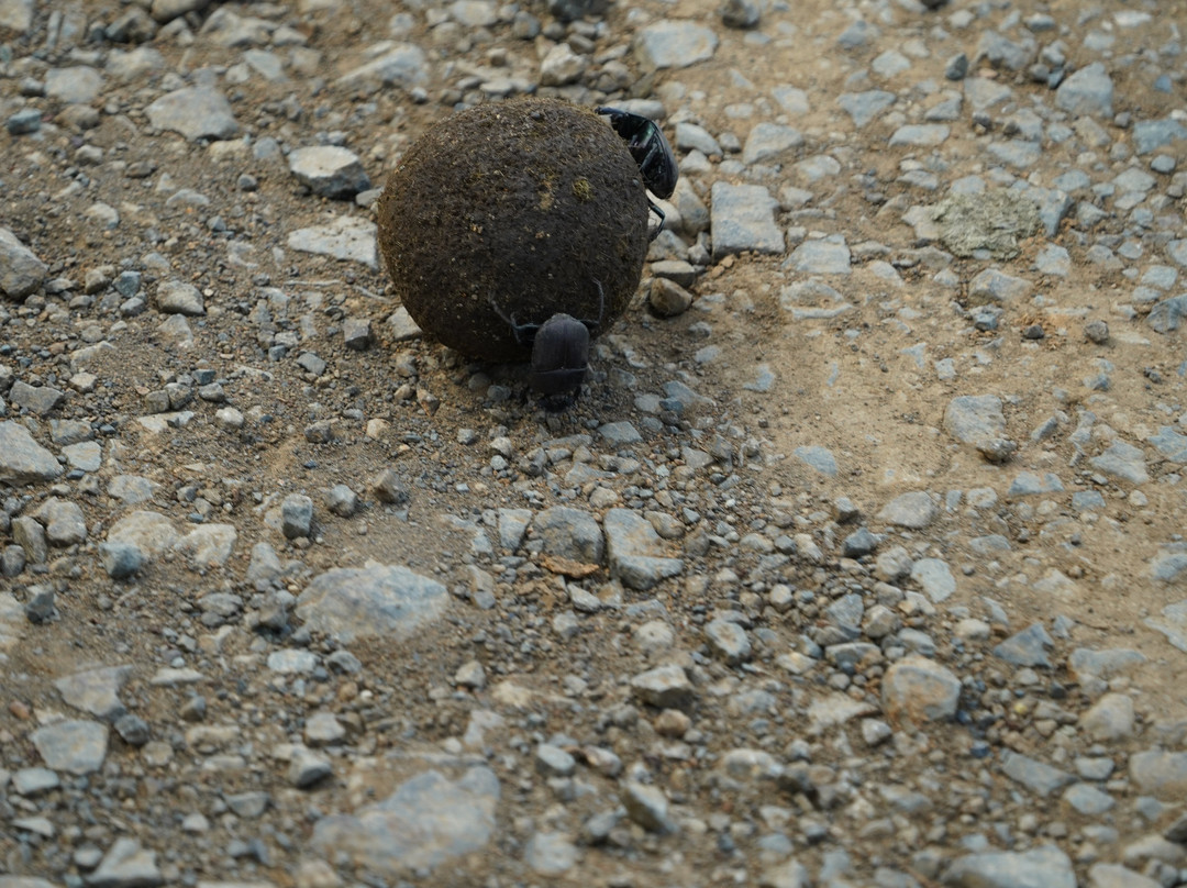 Hluhluwe - iMfolozi Park Wilderness Area-Hluhluwe Game Reserve必去景点