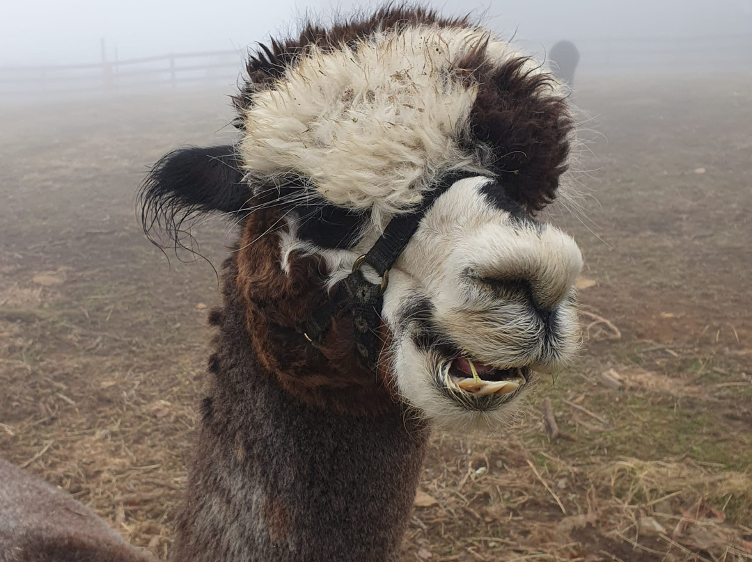 Apple Hill Farm-Banner Elk必去景点