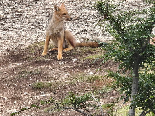 Tour Rupestre Patagonia-纳塔莱斯港必去景点