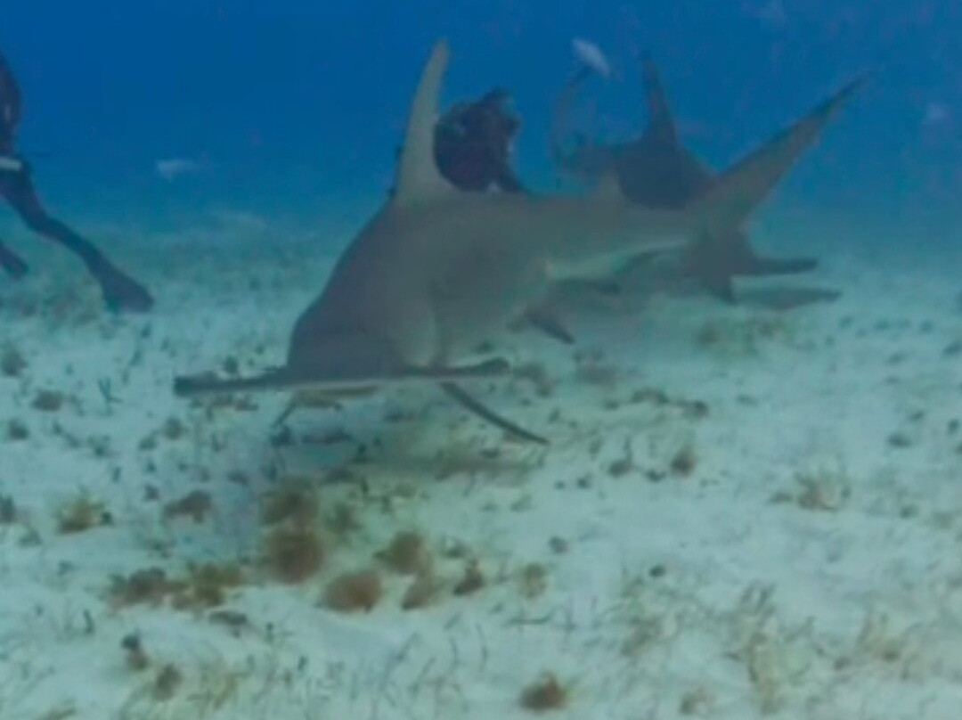Neal Watson's Bimini Scuba Center-Alice Town必去景点