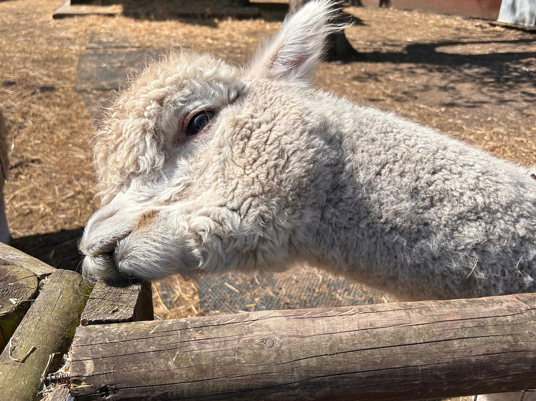 Promenade Park Petting Zoo-Maldon必去景点