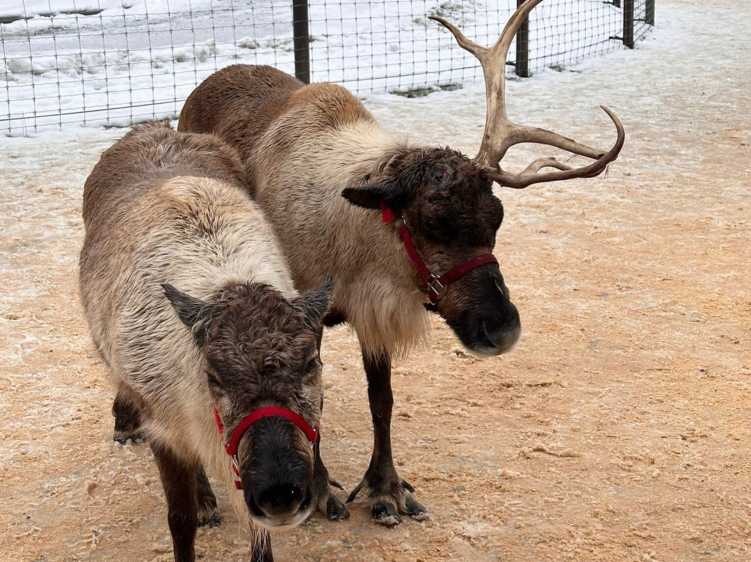 Leavenworth Reindeer Farm-莱文沃思必去景点