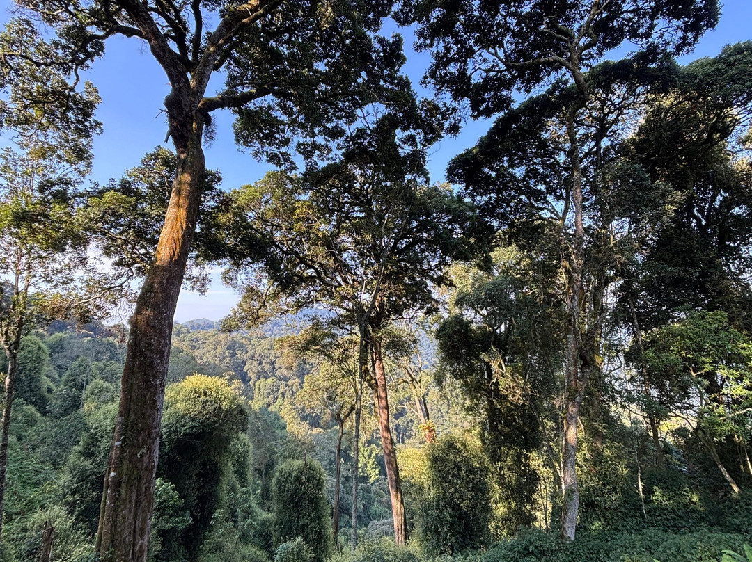 Nyungwe National Park - Rwanda-Western Province必去景点