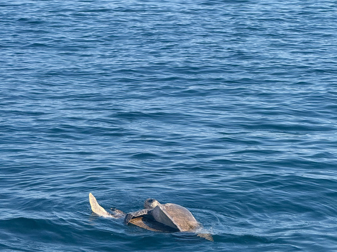 Xtreme Team-瓦图尔科必去景点