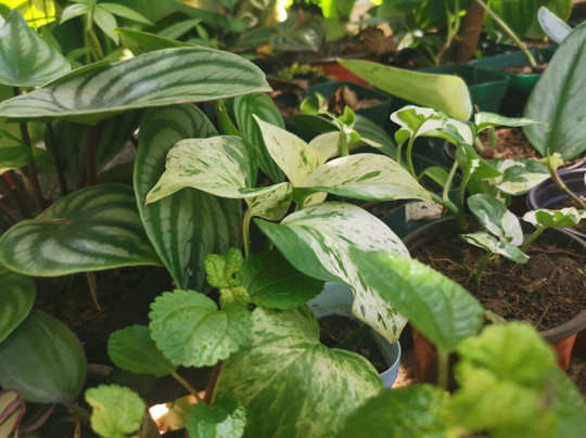 Tizardin-红地必去景点