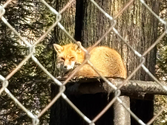 Lakota Wolf Preserve-Columbia必去景点