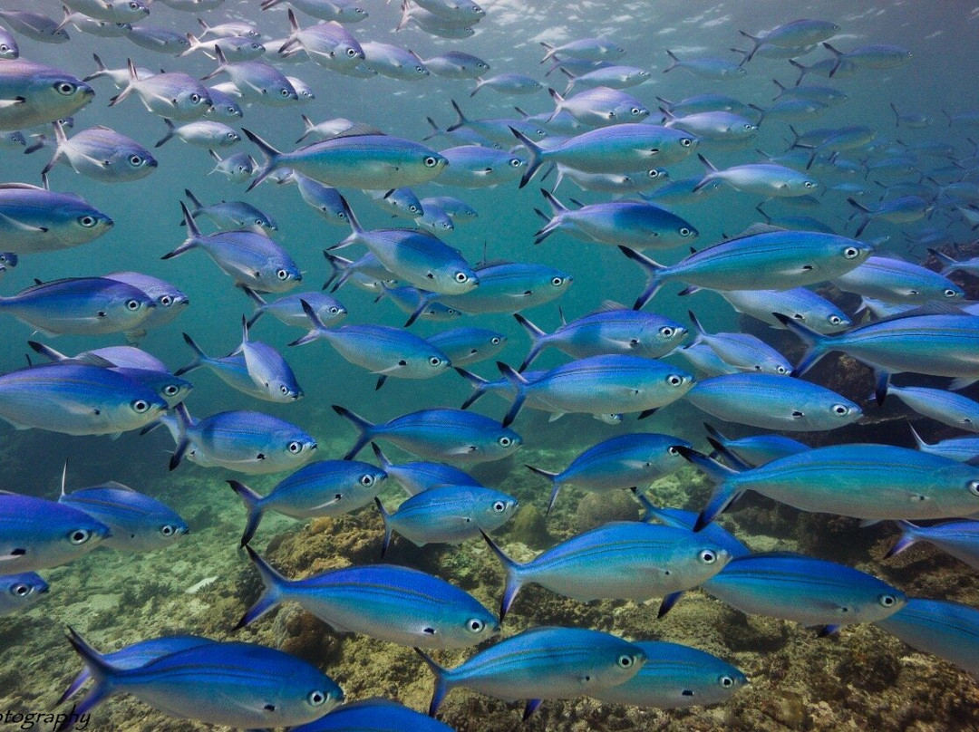 Odyssea Dive-Vilanculos必去景点