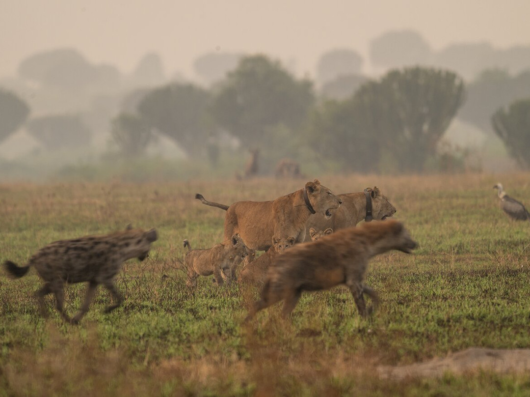 Gorillas and Wildlife Safaris-布恩迪难以穿越的国家公园必去景点
