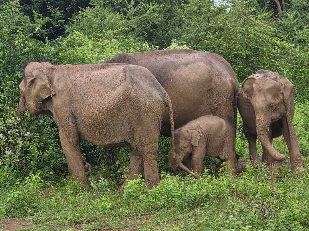 Subara Travels Sri Lanka-Radawana必去景点