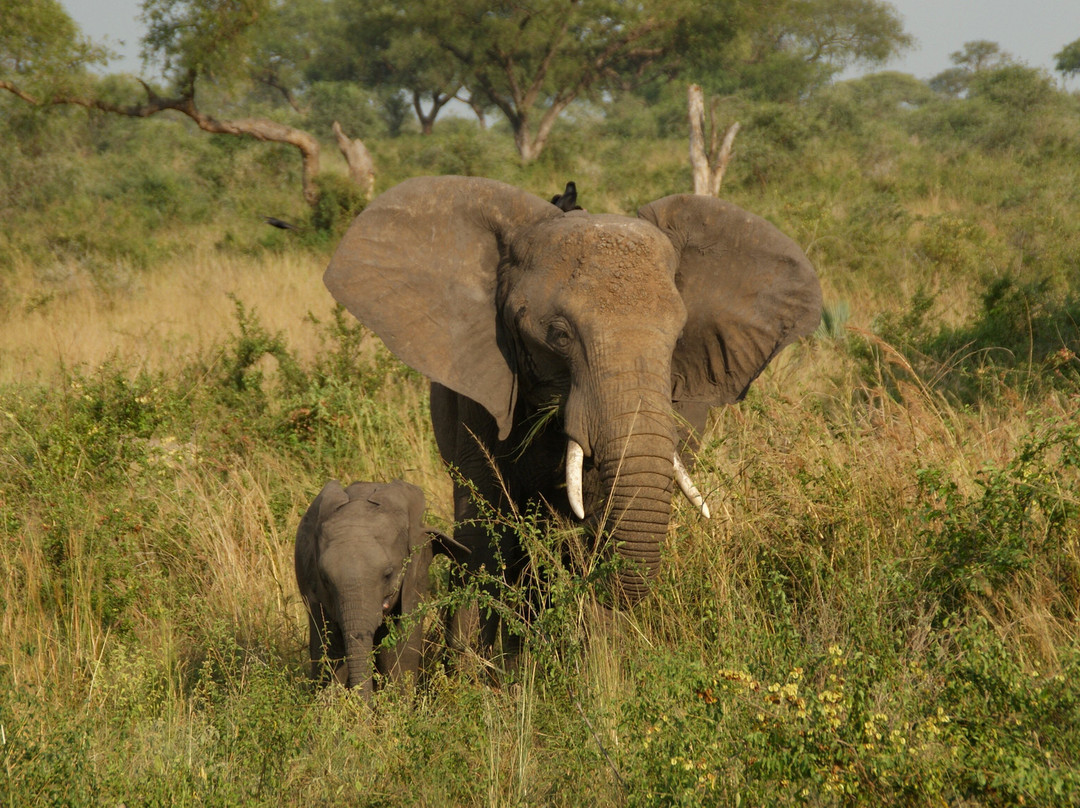 Uganda Family Tours & Travel-Fort Portal必去景点