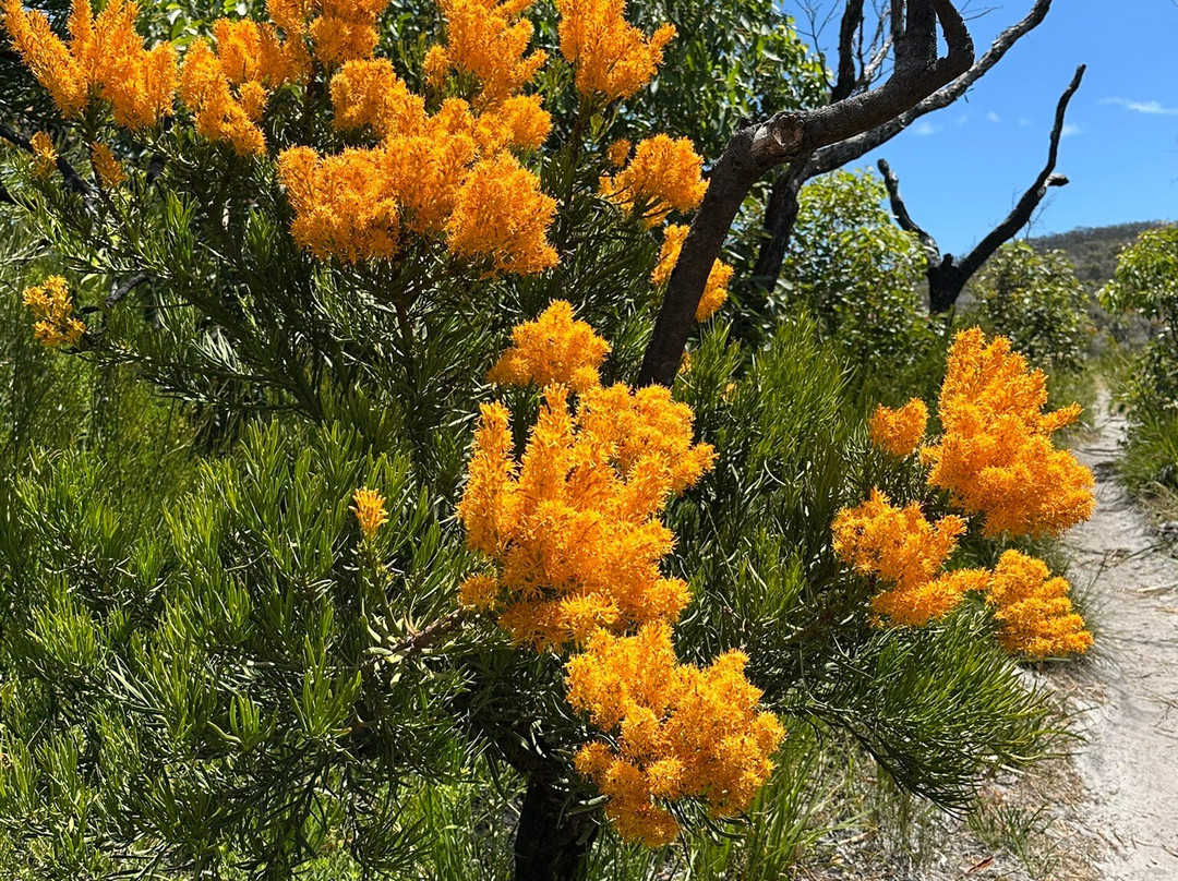 Quaranup-Point Possession Trail-奥尔巴尼必去景点