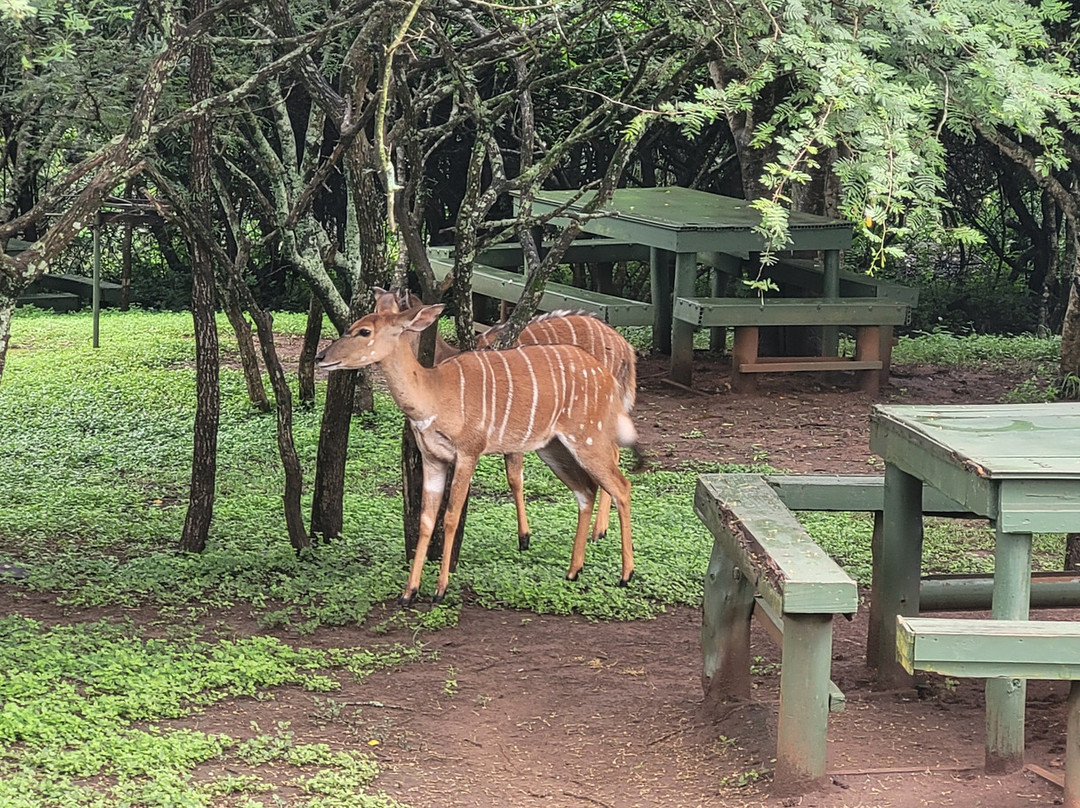 EuroZulu Guided Tours & Safaris-圣露西亚必去景点