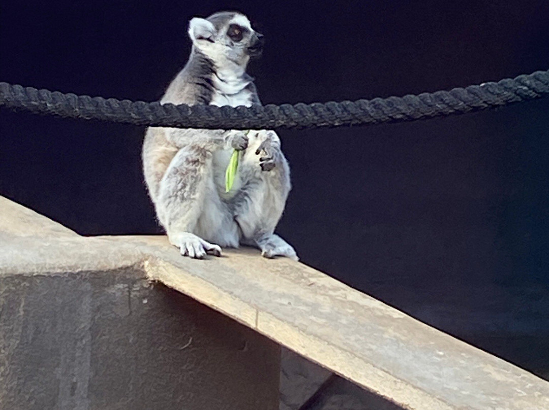 Monkey Park-洛斯克里斯蒂亚诺斯必去景点
