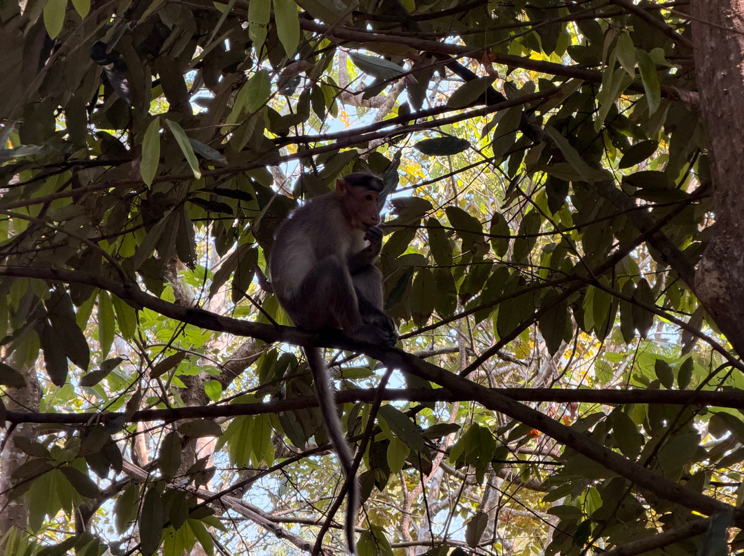 Chembarathi Wayanad主图