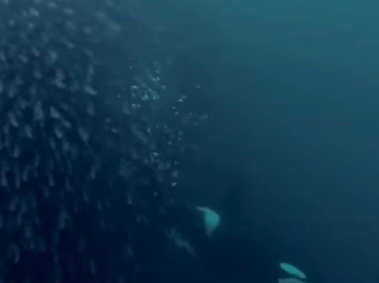 Lofoten Opplevelser-霍宁斯沃格必去景点