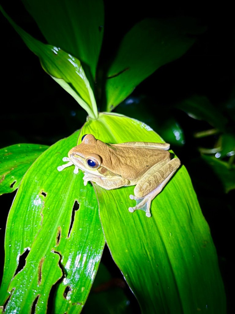 Coffee Mountain Inn-官方