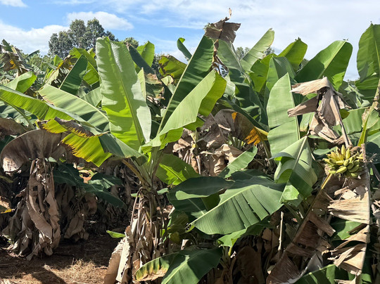 Kauai Plantation Railway-利胡埃必去景点