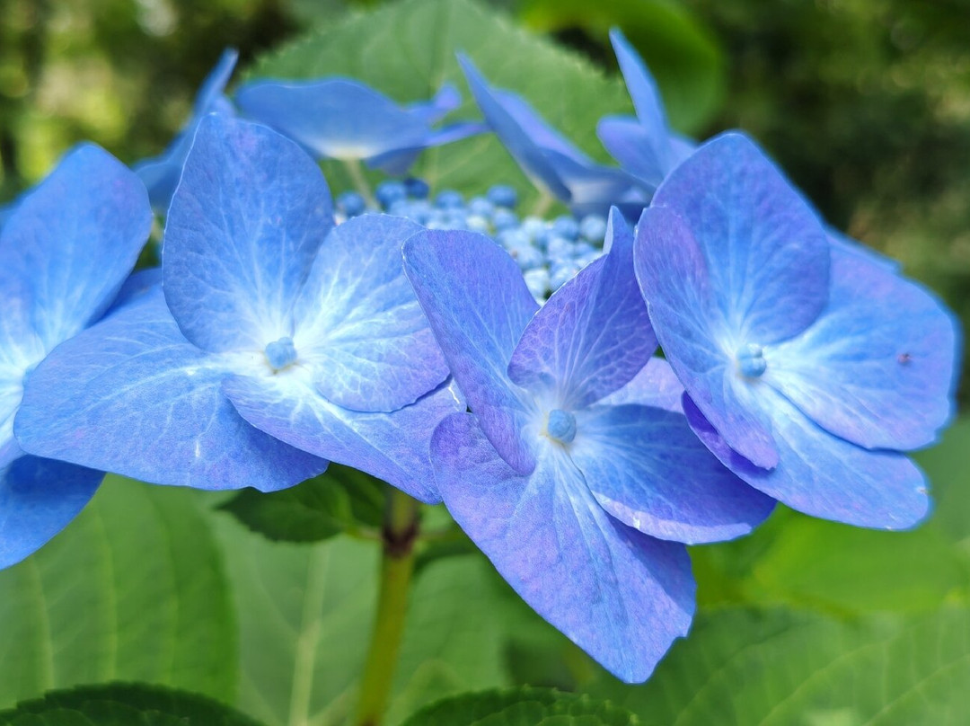 The Blue Mountains Botanic Garden-Mount Tomah必去景点