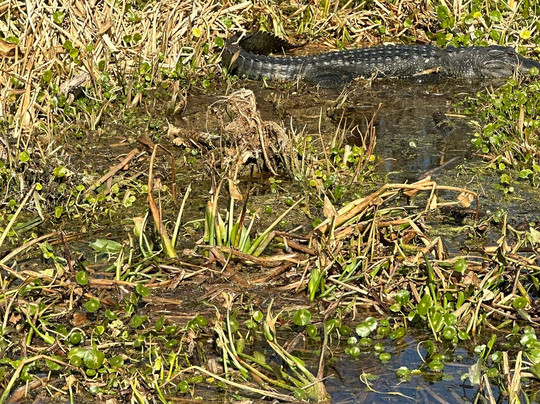 Swamp Fever Airboat Adventures-Lake Panasoffkee必去景点