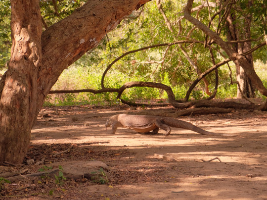Indahnesia Tour-Labuan Bajo必去景点