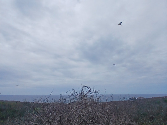 Isla de la Plata-Puerto Lopez必去景点